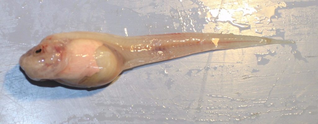 Mariana snailfish, collected at sea.