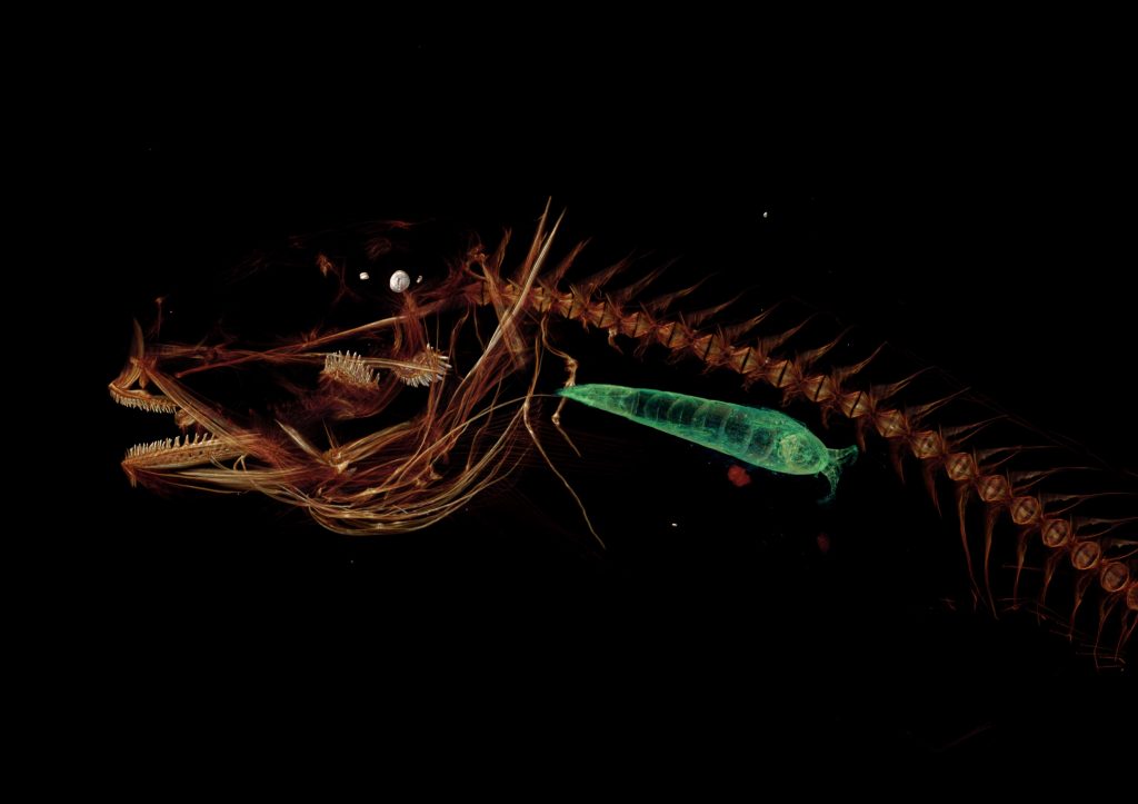 CT scan of Mariana snailfish.