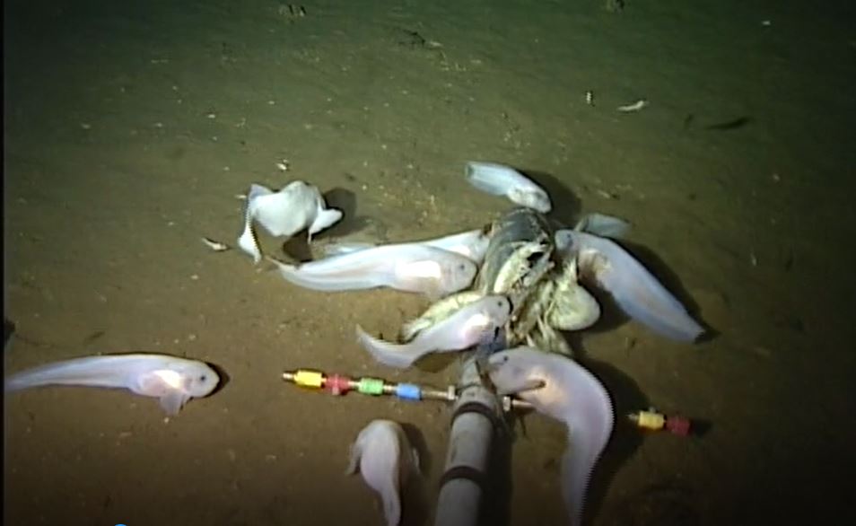 Mariana snailfish in situ.