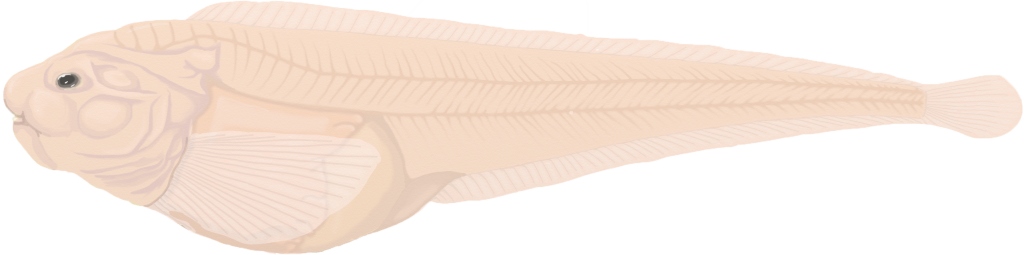 Drawing of the Mariana Snailfish by Thomas Linley