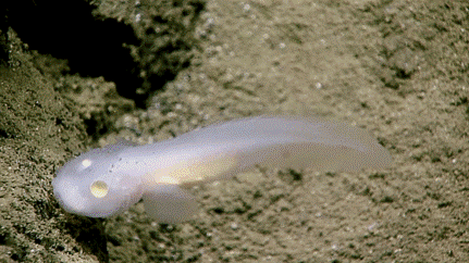 Cusk eel, an aphyonine.