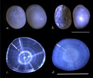 Otoliths of hadal snailfishes