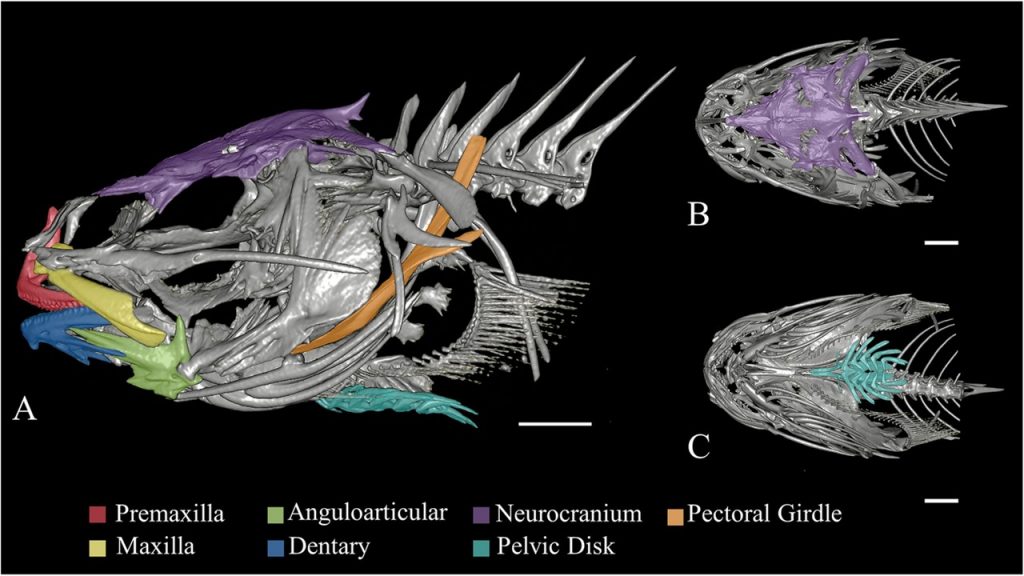 Do deep-sea fishes have low-density bones? – Gerringer Lab