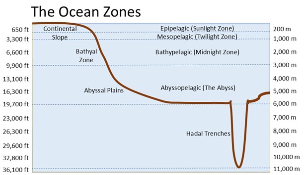 Diagram of the ocean zones, showing the surface waters of the epipelagic, with the mesopelagic, bathypelagic, abyssopelagic, and hadal zone below.