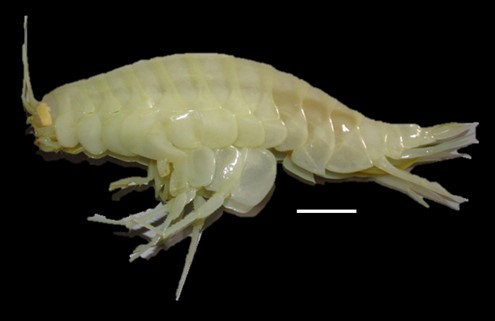 Photograph of a hadal amphipod crustacean. The animal is white with a segmented body.
