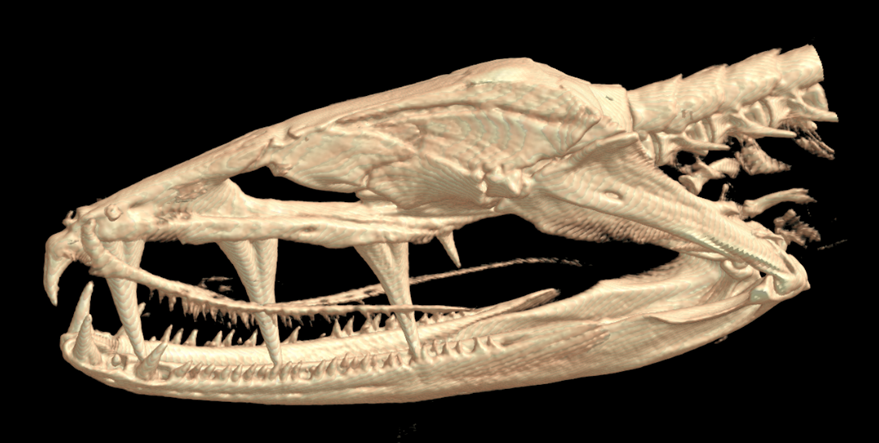 Image of a micro-CT scan of the skull of a deep-sea eel, showing large teeth.