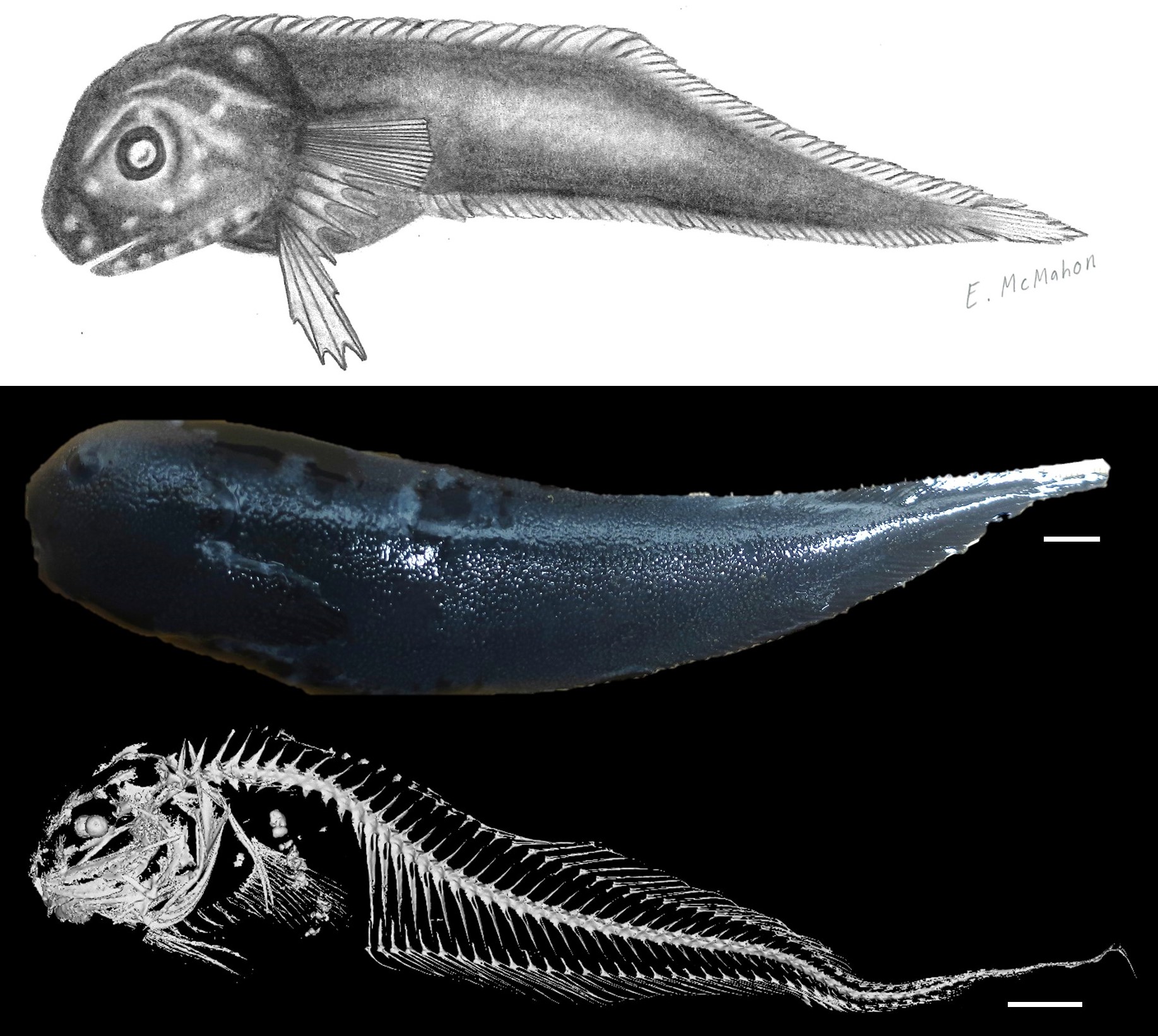 Snailfish, Careproctus yanceyi, drawing, photo, CT Scan