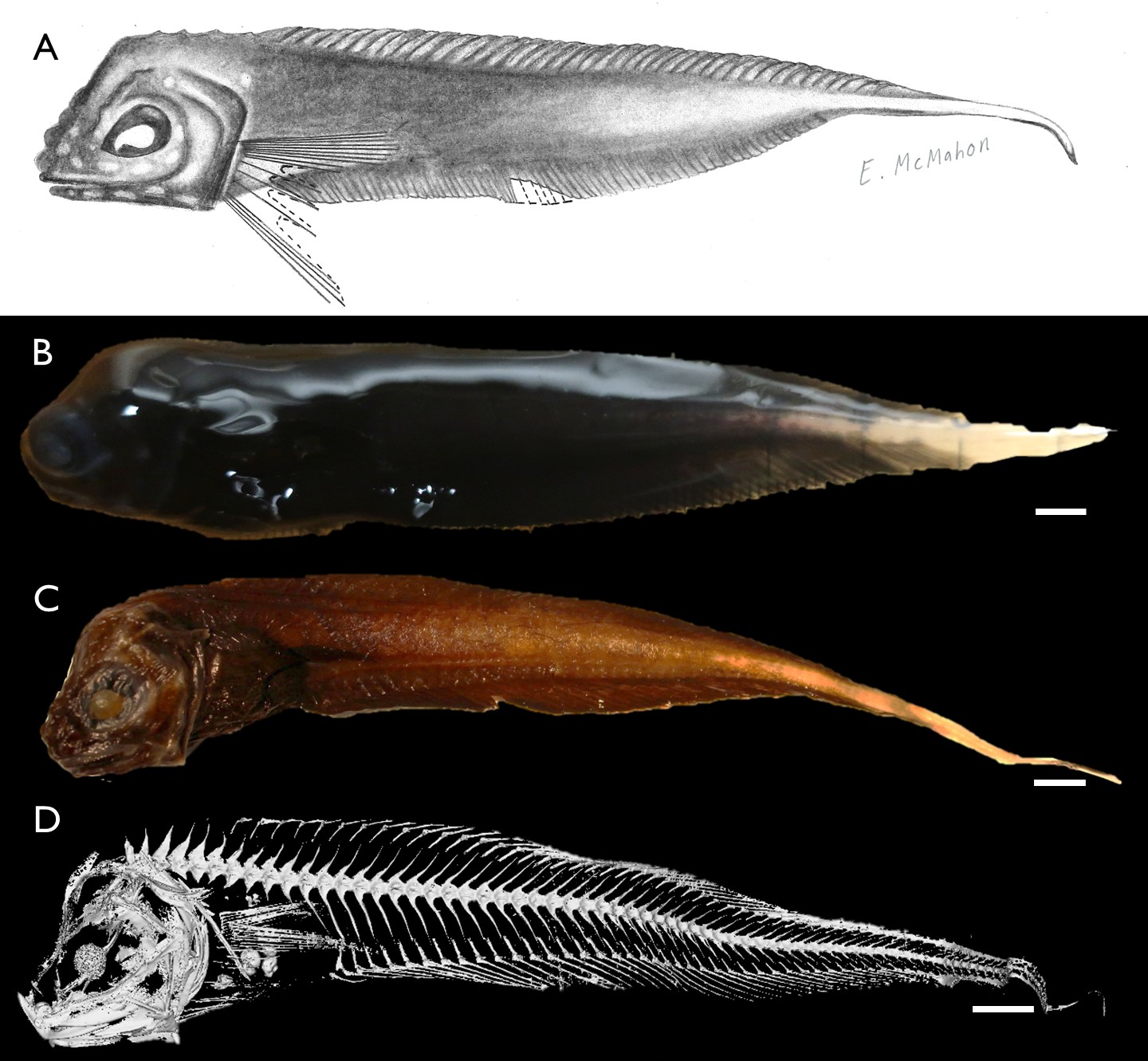 Snailfish Paraliparis em, drawing, photos, CT scan