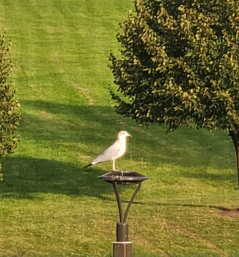 Seagull perches on top of light post